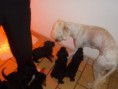 /album/galeria-de-fotos%3a-2%c2%aa-ninhada-spi-da-estrela-do-mar-x-homero-de-alterrial-07-02-2011/p3147100-jpg/